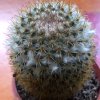 Vai alla scheda di Mammillaria columbiana