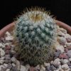 Vai alla scheda di Mammillaria columbiana ssp guatemalensis