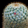 Vai alla scheda di Mammillaria columbiana ssp. yucatanensis