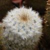 Vai alla scheda di Mammillaria columbiana v. albescens