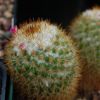 Vai alla scheda di Mammillaria columbiana v. tamayonis