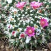 Vai alla scheda di Mammillaria compressa