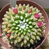 Vai alla scheda di Mammillaria compressa cv. blando inermis