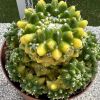 Vai alla scheda di Mammillaria compressa f. variegata