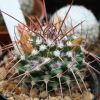 Vai alla scheda di Mammillaria compressa forma