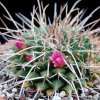 Vai alla scheda di Mammillaria compressa ssp. centralifera