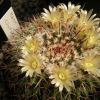 Vai alla scheda di Mammillaria confusa