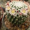 Vai alla scheda di Mammillaria conzattii