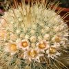Vai alla scheda di Mammillaria cowperae