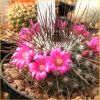 Vai alla scheda di Mammillaria craigii