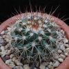 Vai alla scheda di Mammillaria craigii f. polanco