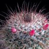 Vai alla scheda di Mammillaria crassa