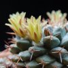 Vai alla scheda di Mammillaria crassimammillis