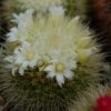 Vai alla scheda di Mammillaria crassior fiore bianco