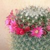 Vai alla scheda di Mammillaria crinita