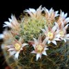 Vai alla scheda di Mammillaria crinita ssp. wildii