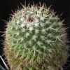 Vai alla scheda di Mammillaria crispiseta