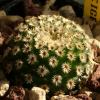 Vai alla scheda di Mammillaria crucigera