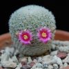 Vai alla scheda di Mammillaria crucigera ssp. tlalocii