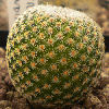 Vai alla scheda di Mammillaria crucigera v. grandinosa