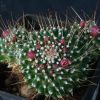 Vai alla scheda di Mammillaria cv. allavena