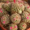 Vai alla scheda di Mammillaria cv. antje