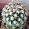 Vai alla scheda di Mammillaria cv. blando