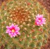 Vai alla scheda di Mammillaria cv. ginsa-maru