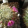 Vai alla scheda di Mammillaria cv. ginsa-maru aureispina