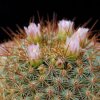 Vai alla scheda di Mammillaria dawsonii