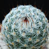 Vai alla scheda di Mammillaria dealbata