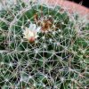 Vai alla scheda di Mammillaria decipiens