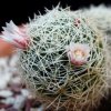 Vai alla scheda di Mammillaria decipiens ssp. albescens