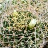 Vai alla scheda di Mammillaria decipiens ssp. camptotricha