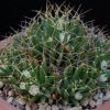 Vai alla scheda di Mammillaria decipiens ssp. camptotricha forma