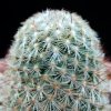 Vai alla scheda di Mammillaria deherdtiana