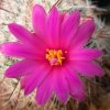 Vai alla scheda di Mammillaria deherdtiana ssp. dodsonii