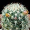 Vai alla scheda di Mammillaria densispina