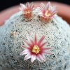 Vai alla scheda di Mammillaria denudata