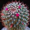 Vai alla scheda di Mammillaria diacentra