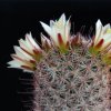 Vai alla scheda di Mammillaria dioica