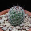 Vai alla scheda di Mammillaria dioica forma