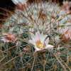 Vai alla scheda di Mammillaria discolor