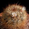 Vai alla scheda di Mammillaria discolor ssp. esperanzaensis