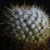 Vai alla scheda di Mammillaria discolor v. esperanzaensis