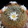 Vai alla scheda di Mammillaria discolor v. longispina