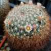 Vai alla scheda di Mammillaria discolor v. ochoterenae