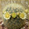 Vai alla scheda di Mammillaria discolor v. schmollii