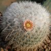 Vai alla scheda di Mammillaria dixanthocentron-ignota