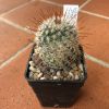 Vai alla scheda di Mammillaria dixanthocentron ssp. flavicentra